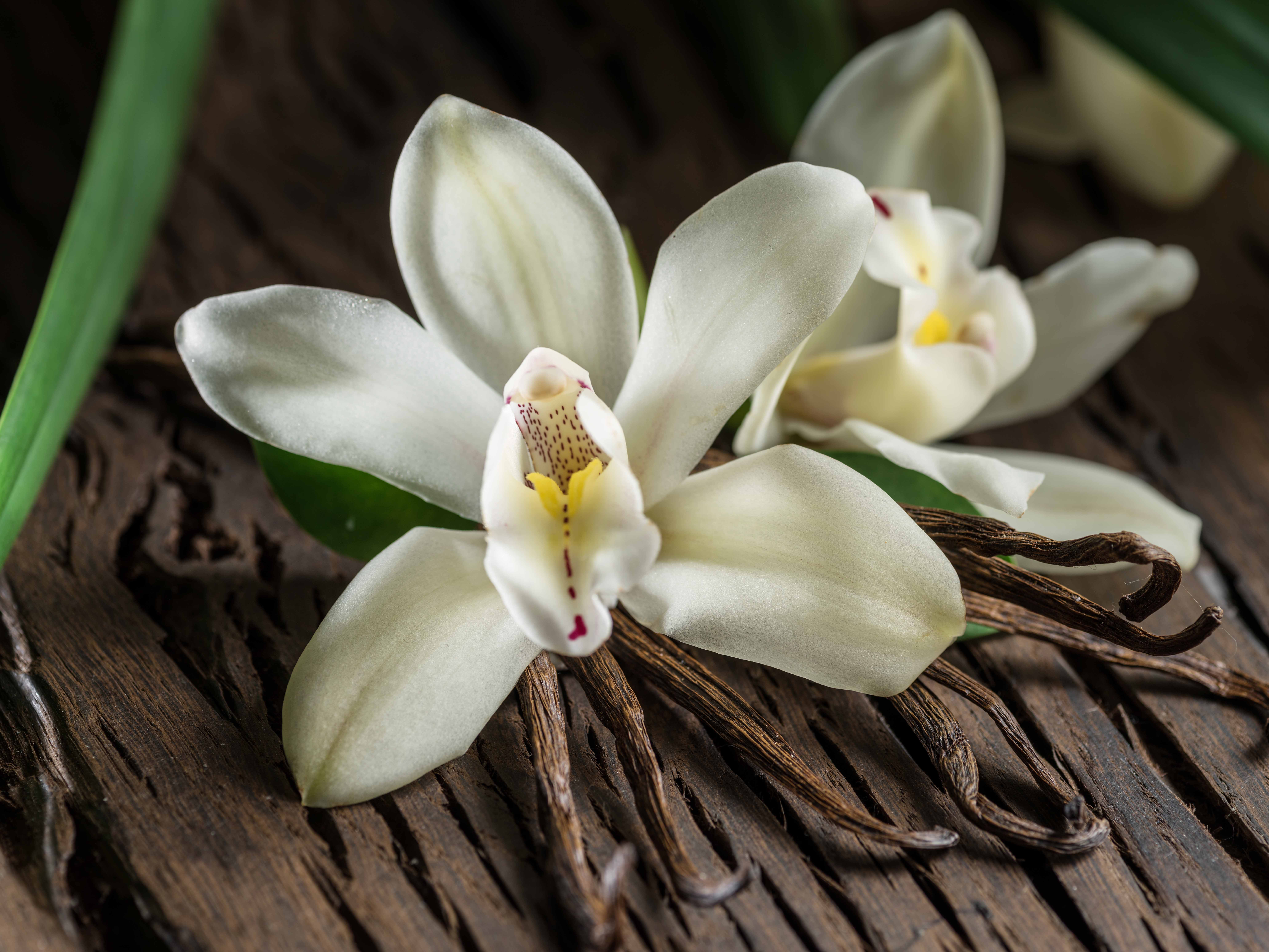 Vanilla planifolia 'Variegata' - Orchidée Plant de Vanille